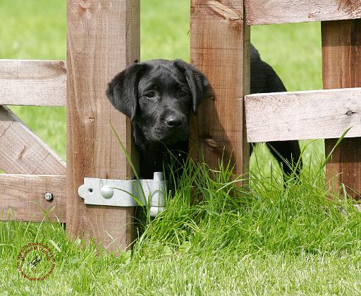 Labrador Retriever Puppy 9Y415D-162.JPG